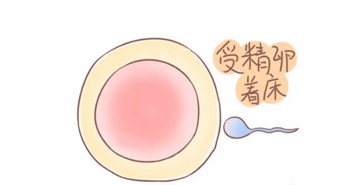 了解美国试管婴儿技术