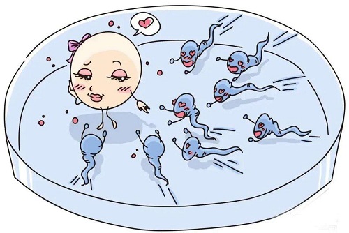 精子碎片率高会影响试管婴儿成功率吗？