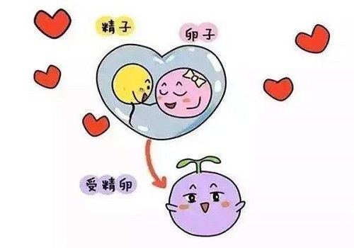 试管婴儿医院费用大约多少
