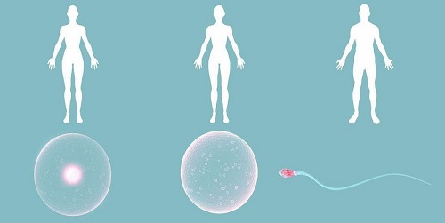 专家辟谣：美国试管打促排卵针会使人变胖吗？